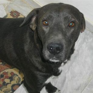 blacky (2)